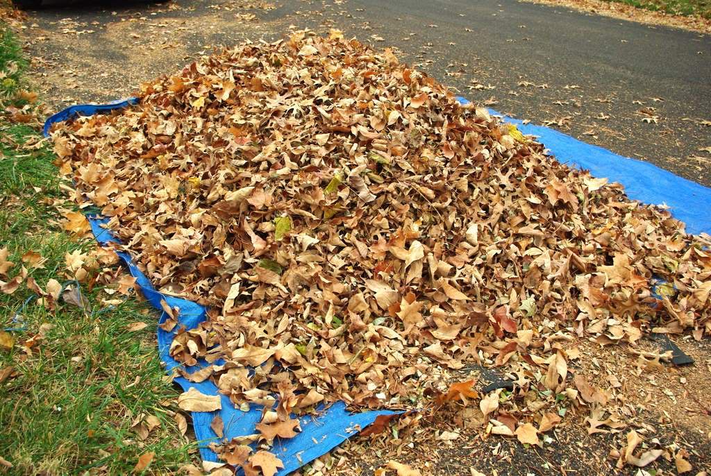 It's Not Work, It's Gardening! Fallen leaves meet rake